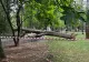 Femeie rănită după ce un COPAC s-a prăbușit din senin peste banca pe care stătea! Incident șocant în Parcul IOR din Capitală - FOTO