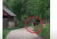 Urs surprins cu un miel în gură, în timpul zilei, pe o stradă plină de copii. Imagini uluitoare într-o localitate prahoveană - VIDEO 