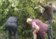 Cireșe, la liber în Cluj, după ce un cireș a căzut peste o mașină. Martorii NU s-au putut abține! - Imaginile au devenit virale