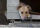 Povestea sfâșietoare a bărbatului de 75 de ani care a murit luat de viituri la Arad - A vrut neaparat să-și salveze câinele de la înec