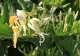Caprifoiul, planta care combate o temută bacterie: cel mai bun detoxifiant natural
