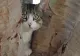 Ce le sperie pe pisici cel mai mult. Situațiile care pun pe fugă felinele sau le face să se ghemuiască de frică