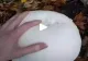 VIDEO – A găsit o ciupercă cu o formă ciudată în pădure. A luat-o acasă și a gătit-o, însă ce a urmat după este complet neașteptat