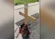 Cruci înfipte în mijlocul drumului în Alba! Ce au vrut localnicii să semnaleze prin acest gest