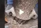 VIDEO – Ce a putut să găsească un român în pământ. Bărbatul refuză să spună în ce zonă este făcută filmarea