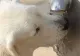 Cum protejăm animalele de căldură pe timpul verii. Sfaturi pentru caniculă