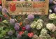 Flowers Market Holland - cel mai mare depozit de flori din Capitală a împlinit 10 ani VIDEO