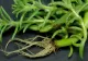 Le calci în picioare, dar îţi pot salva viaţa! Aceste plante vindecă tumorile, hepatita şi ciroza