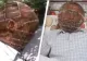Povestea tulburătoare a bărbatului care și-a băgat capul într-o cușcă de cupru pentru a se lăsa de fumat