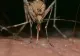 Această grupă de sânge este un adevărat magnet pentru țânțari. Specialiștii au deslușit preferințele supărătoarelor insecte