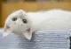 Cele mai ciudate și amuzante comportamente ale pisicilor, descifrate de specialiști. De ce se joacă noaptea sau se înghesuie în cutii?