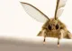 Trucul care te scapă de molii definitiv și îți parfumează hainele. Pune pe fugă supărătoarele insecte fără să recurgi la naftalină  