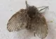 Specie nouă de muscă, pe litoralul românesc - pericol uriaș la malul mării - Unde a fost descoperită