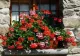 Vrei să ai mușcate de invidiat în balcon? Urmează aceste sfaturi simple, ieftine și de efect - asigură o înflorire rapidă