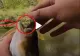 VIDEO - Un pescar voia să facă o poză cu captura sa. Deodată a ieșit un șarpe din gura peștelui și l-a mușcat de mână
