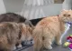 A lăsat pisicilor conacul și 300.000 de dolari. Video cu felinele moștenitoare care își caută acum noi proprietari