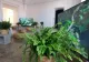 Ce plante să NU ții deloc în casă. Blochează fluxul de prosperitate și atrag sărăcia și ghinionul