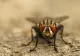 INSECTELE îi bagă în sperieți pe români. Un bărbat a ajuns la spital, în stare gravă 