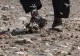 Invazie de lăcuste fără precedent. Oamenii se simt de parcă ar veni "sfârșitul lumii" - VIDEO