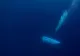 Simulare VIDEO. Implozia submarinului Titan a fost instantanee, la fel și moartea celor de la bord