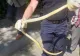 Șarpe de 2 metri, prins lângă un bloc din Bârlad. Stătea la pândă în copac - GALERIE FOTO