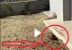 VIDEO - Proprietarul unei case a auzit zgomote buternice de sub locuința sa - A ieșit repede afară, a văzut o groapă și început să filmeze