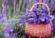 Când se recoltează lavanda și care este momentul ideal al zilei