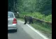 Urs atacat pe Transfăgărășan de pasagerul unui autoturism. VIDEO cu momentul agresiunii