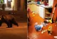 Un urs a făcut prăpăd într-o casă de vacanță din Predeal. A mâncat tot ce a găsit și a răscolit lucrurile prin dormitoare - VIDEO