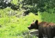 Pui de urs salvat de jandarmi dintr-un canal, în Poiana Brașov - Intervenție rapidă înainte de apariția ursoaicei