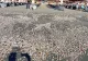 Alertă pe litoral! Apa este poluată și a început să aibă miros de cadavru - Peisaj sumbru după furtunile din ultimele ore