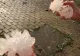 Furtuni devastatoare în Italia după canicula extremă: Scene apocaliptice cu râuri de gheață pe străzi - Grindina cât mingea de tenis face peste 100 de victime