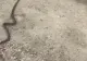 Invazie de ȘERPI într-un județ din țară! Spitalele s-au pregătit cu SER ANTIVIPERIN - Recomandările specialiștilor