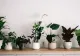 Spune adio umidității și mucegaiului din casă! Top 5 plante care te salvează 