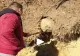 VIDEO - A văzut ceva suspect în pământ și a vrut să vadă ce e. A săpat cu un băț și a scos obiectul la lumină - Nu i-a venit să creadă ce forma are