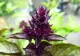 6 plante ideale care purifică aerul din locuințe - Adevărul despre florile decorative, dezvăluit de cercetătorii români