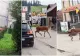 Căprioară, filmată cum se plimbă pe străzile din Vatra Dornei și mănâncă din tufișurile de lângă blocuri 