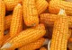 Porumb contaminat din România - Olanda a notificat Sistemul de Alertă Rapidă pentru aflatoxină - Cât de toxică este 