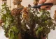 Ce să pui în ghiveci dacă florile s-au ofilit. Își revin pe loc 