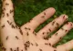 Trucul care te scapă de furnicile din casă sau curte. Este natural și mult mai eficient față de insecticidele chimice
