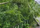Urmări devastatoare după furtuna din Caraș Severin. Pădure „măturată” de tornadă, copaci trântiți și smulși 