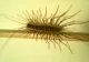 Ai vazut insecta asta prin casă? De ce este bine să nu o omori. Aduce beneficii la care nici nu te gândeai