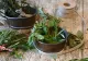Cea mai puternică plantă: balsam pentru creier, inimă, vase, piele, păr și siluetă. 6 beneficii care au uimit lumea medicală