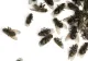 Soluții naturale pentru alungarea muștelor - Remedii „de casă” împotriva insectelor