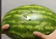 VIDEO – A tăiat pepenele pe jumătate – Ce a ieșit din el – Imaginile au devenit virale instant