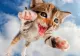 De ce pisicile cad întotdeauna în picioare? Capacitatea „supranaturală” a felinelor, analizată pe îndelete