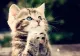 Chiar le este dor pisicilor de stăpâni? Întrebarea care-i încearcă pe iubitorii de feline, analizată de specialiști