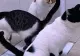Pisicile aristocrate și la WC. NU doar că-și fac nevoile la toaletă, dar sunt și bine crescute - VIDEO