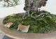 Pune un pliculeț de ceai folosit în ghiveciul cu plante. Vei vedea efectul fabulos după 3 zile