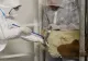 Alertă de ANTRAX la Iași. 3 muncitori de la o fermă de bovine, internați de urgență